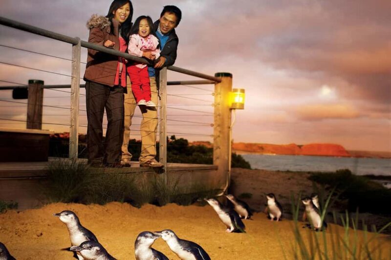 From Melbourne: Phillip Is Penguin Parade & Koala Reserve - Key Points