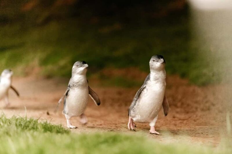 From Melbourne: Phillip Is Penguin Parade & Koala Reserve - Exploring Phillip Island: What the Tour Covers