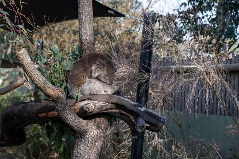 From Melbourne: Phillip Island and Penguin Parade Day Tour - Detailed Breakdown of the Experience