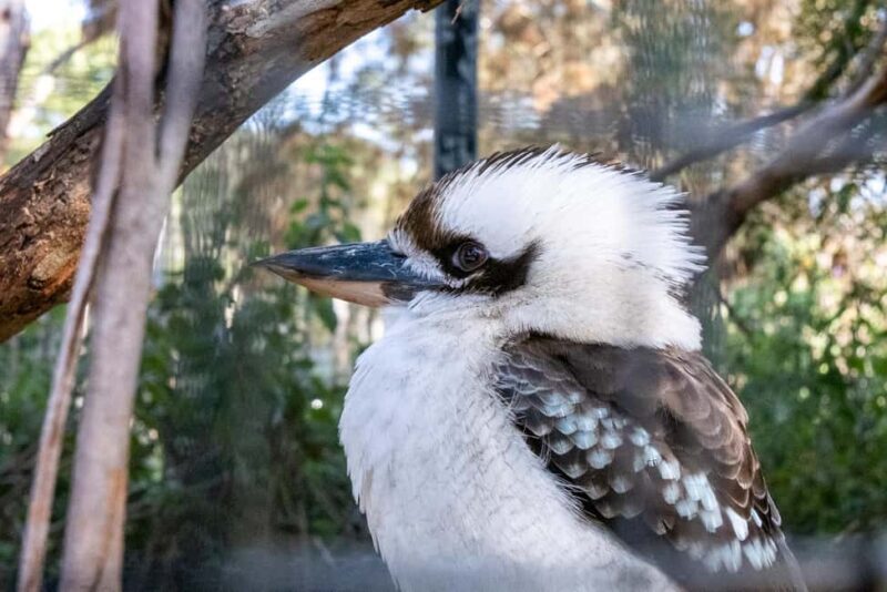 From Melbourne: Phillip Island and Penguin Parade Day Tour - Who Is This Tour Best For?