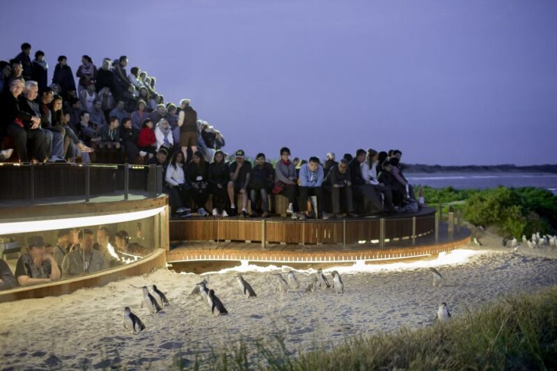 From Melbourne: Phillip Island Penguin Parade Eco Tour - Introduction