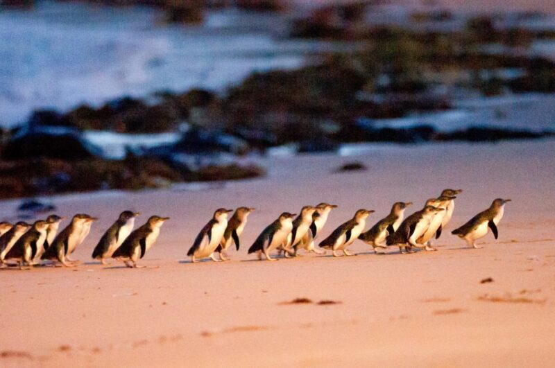 From Melbourne: Phillip Island Penguin Parade Eco Tour - Key Points