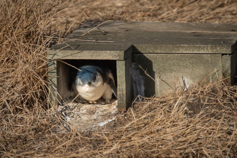 From Melbourne: Phillip Island Penguin Parade Eco Tour - Practical Details: What You Need To Know