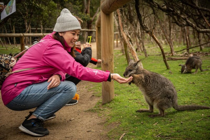 From Melbourne: Phillip Island Penguin Parade Eco Tour - Final Thoughts: Who Should Consider This Tour?