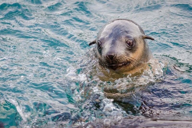 From Melbourne: Phillip Island Penguin Parade Express Tour - An Overview of the Tour Experience