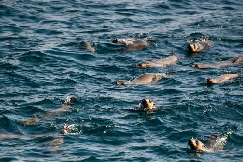 From Melbourne: Phillip Island Penguin Parade Express Tour - Post-Penguin Parade & Return Journey