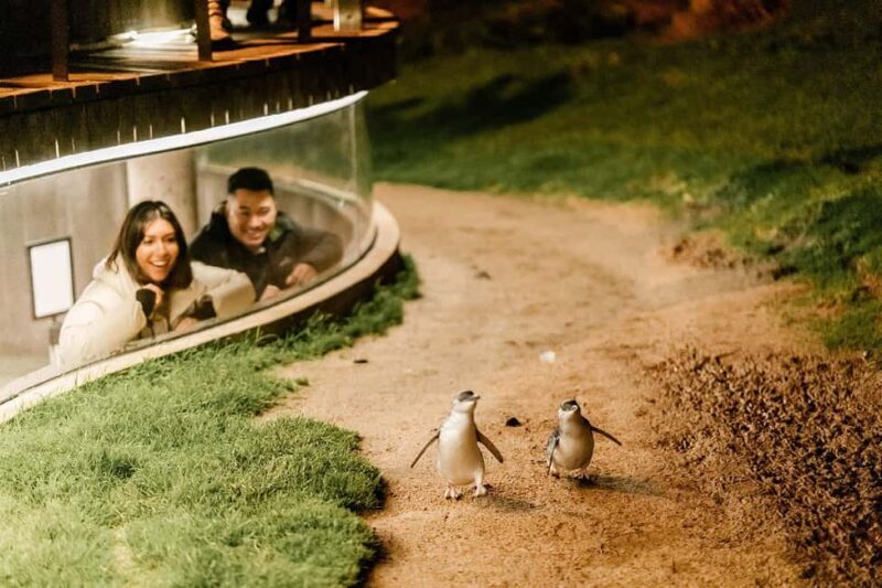 From Melbourne: Phillip Island Penguin Parade Express Tour - The Sum Up: Who Should Take This Tour?