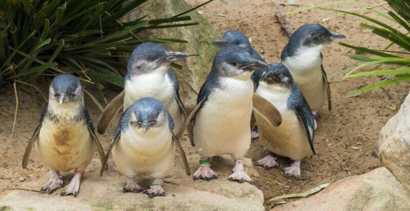 From Melbourne: Puffing Billy and Penguin Parade Combo Tour - FAQ