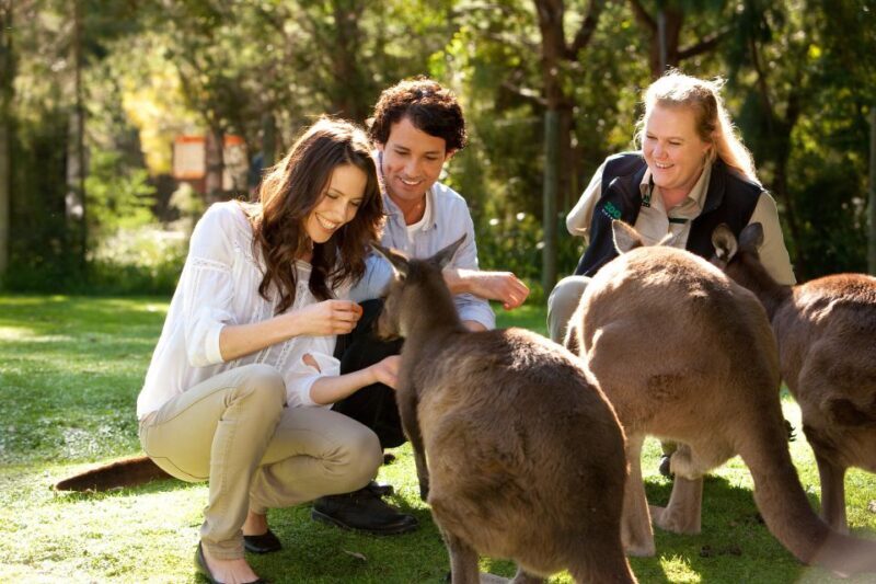 From Melbourne: Puffing Billy Steam Train & Wildlife Tour - Price and Value