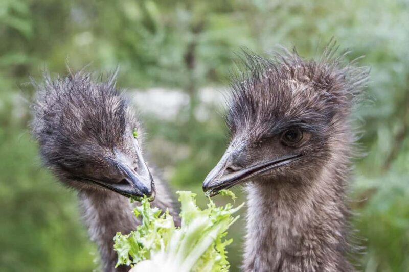 From Melbourne: Puffing Billy Steam Train & Wildlife Tour - Why This Tour Works Well