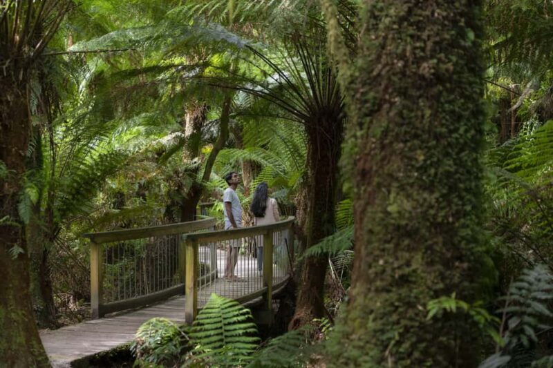 From Melbourne: Reverse Great Ocean Road Day Trip with Lunch - A Balanced View: Who Should Consider This Tour?