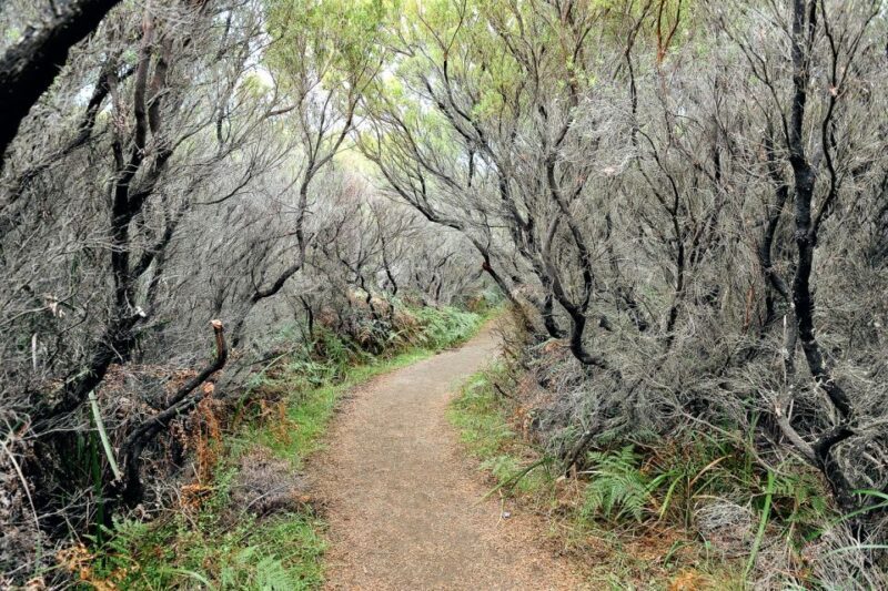 From Melbourne: Small Group Great Ocean Road Tour - FAQ