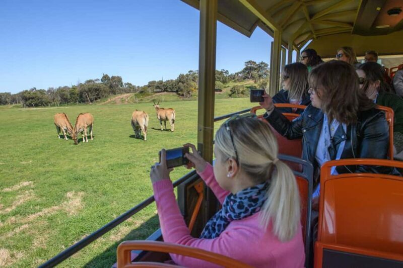 From Melbourne: Werribee Open Range Zoo & Werribee Mansion - Transportation and Comfort