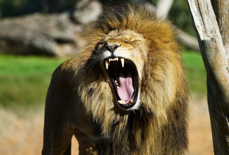 From Melbourne: Werribee Open Range Zoo & Werribee Mansion - The Sum Up