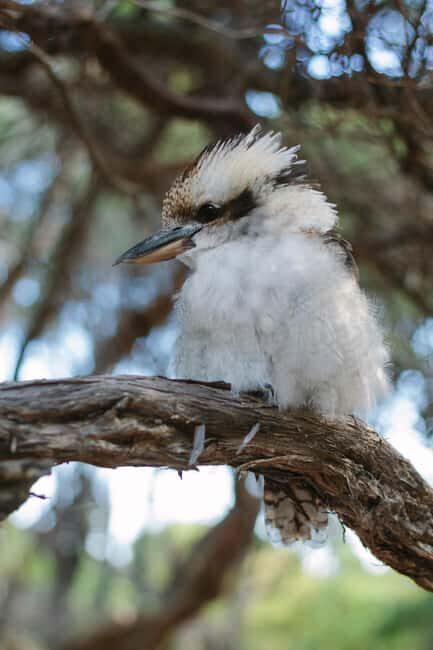 From Melbourne: Wilsons Promontory Wilderness Tour - Transportation and Group Dynamics