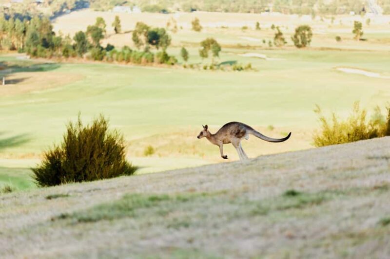 From Melbourne: Yarra Valley Chandon Cheese & Kangaroos Tour - Introduction