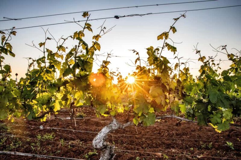 From Melbourne: Yarra Valley Chandon Cheese & Kangaroos Tour - Final Thoughts