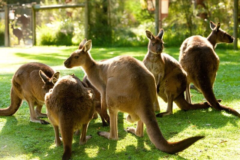 From Melbourne: Yarra Valley Wildlife & Wine Day Tour - An In-Depth Look at the Itinerary