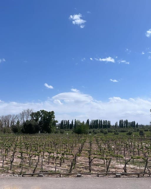 from-mendoza-3-wineries-olive-oil-factory-tour-tasting