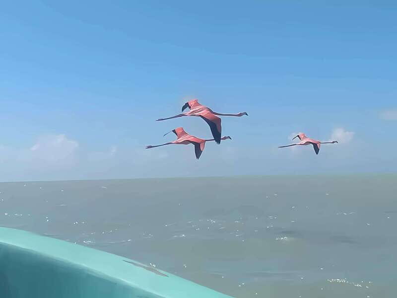 From Merida: Celestun, flamingos and beach - An In-Depth Look at the Tour