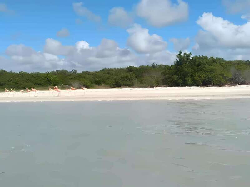 From Merida: Celestun, flamingos and beach - Authentic Insights from Past Travelers