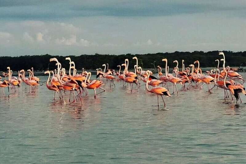 From Mérida: Full-Day Sisal Kayaking Tour with Lunch - FAQ