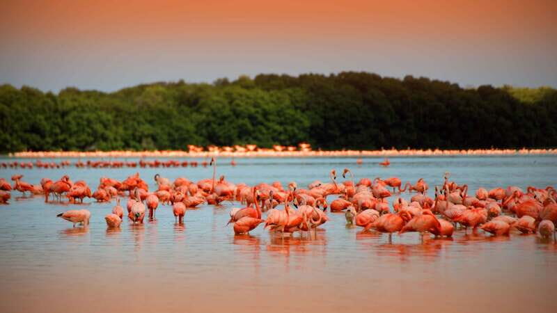 From Mérida: Ria Celestun Biosphere Reserve Tour - From Mérida: Ria Celestún Biosphere Reserve Tour – A Complete Guide