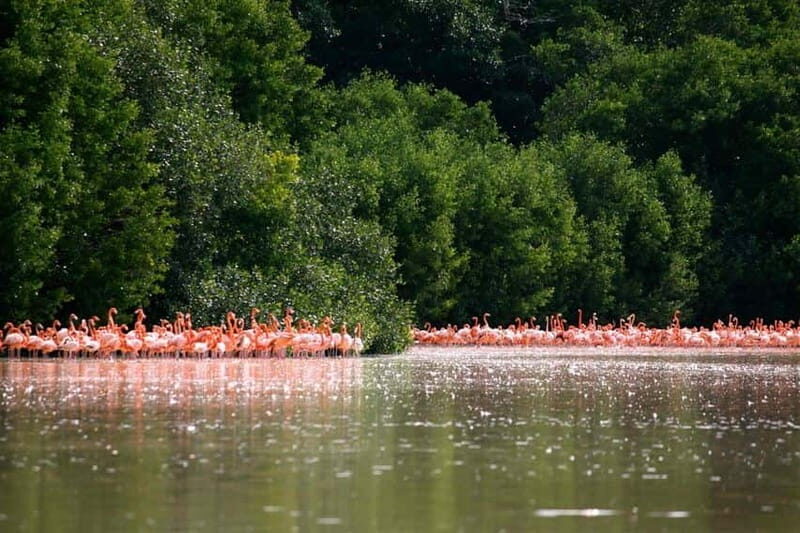 From Mérida: Ria Celestun Biosphere Reserve Tour - The Sum Up