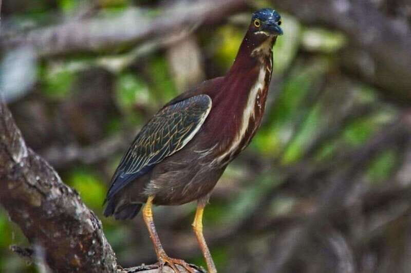 From Merida: Sisal Beach and Mangroves Kayak Tour - What’s Included and What You Should Bring