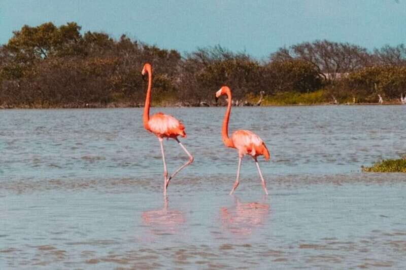 From Merida: Tour to Las Coloradas with Lunch & boat - An In-Depth Look at the Tour Experience