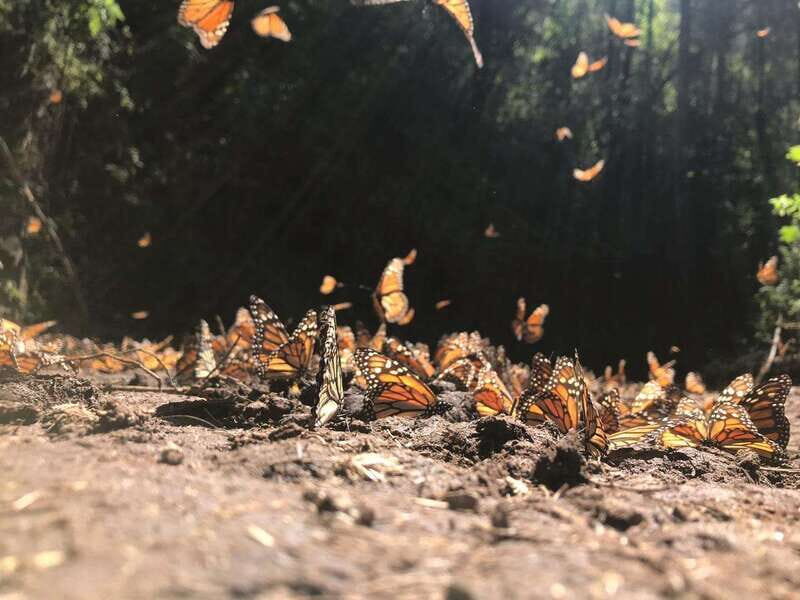 From Mexico City: 7-Day Monarch Butterfly Tour - Authentic Experiences Reported by Travelers