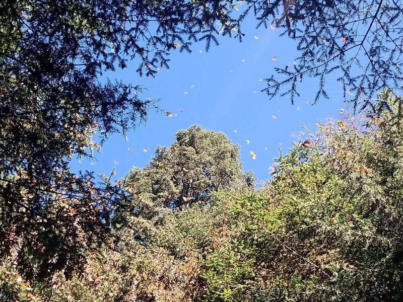 From Mexico City: Monarch Butterfly Sanctuary El Rosario Tour - Key Points