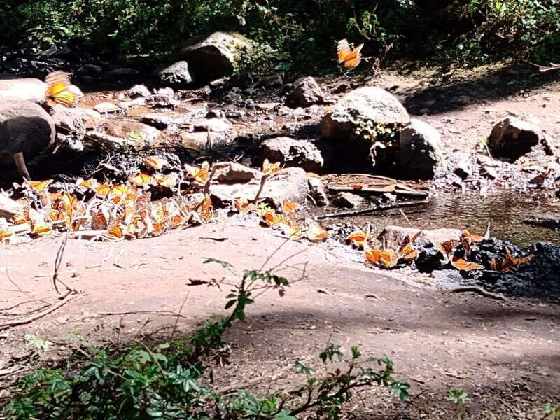 From Mexico City: Monarch Butterfly Sanctuary El Rosario Tour - An In-Depth Look at the Experience