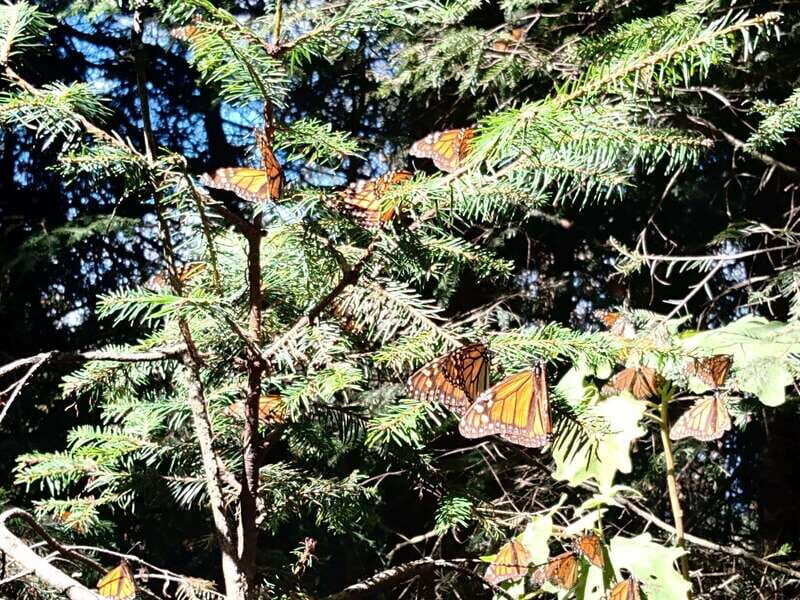 From Mexico City: Monarch Butterfly Sanctuary El Rosario Tour - Who Will Love This Tour?