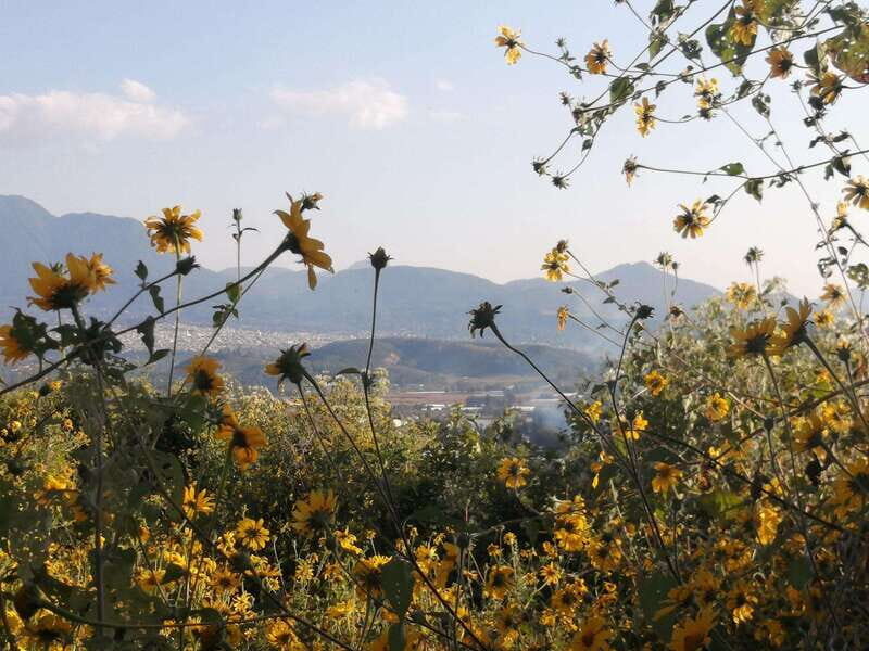 From Mexico City: Monarch Butterfly Sanctuary El Rosario Tour - Final Thoughts