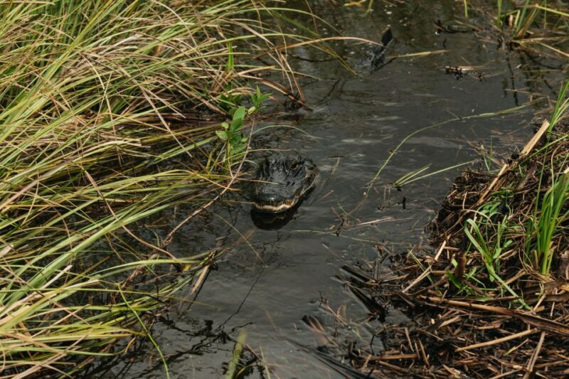 From Miami: Everglades Airboat Ride and Nature Walk - The Alligator Encounter & Miccosukee Village
