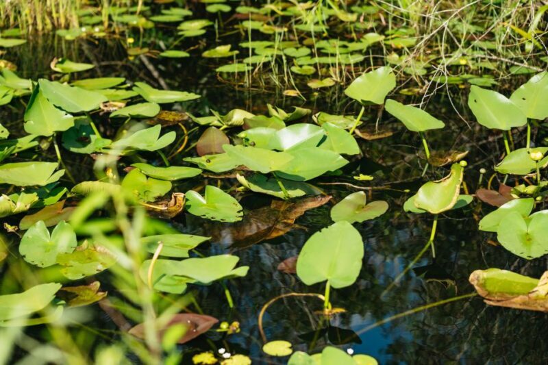 From Miami: Everglades Airboat Ride and Nature Walk - Practicalities & Value