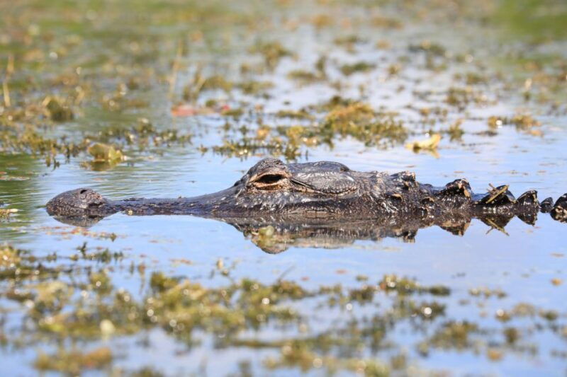 from-miami-everglades-tour-w-wet-walk-boat-trips-lunch