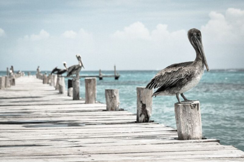From Miami: Key West with Dolphin Watch or Snorkel Boat - The Bottom Line: Who Is This Tour Best Suited For?