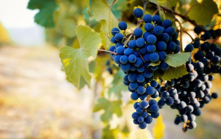 from-milan-barolo-wine-tasting-alba-tour-and-castle-visit