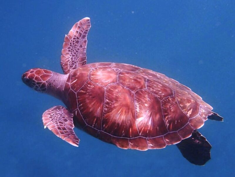 From Mindelo: São Vicente's Enchanting Sea Turtle Snorkeling - Key Points