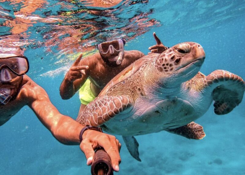 From Mindelo: São Vicente's Enchanting Sea Turtle Snorkeling - Setting the Scene: What This Tour Offers