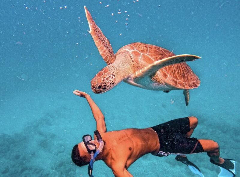 From Mindelo: São Vicente's Enchanting Sea Turtle Snorkeling - Practical Tips for Participants