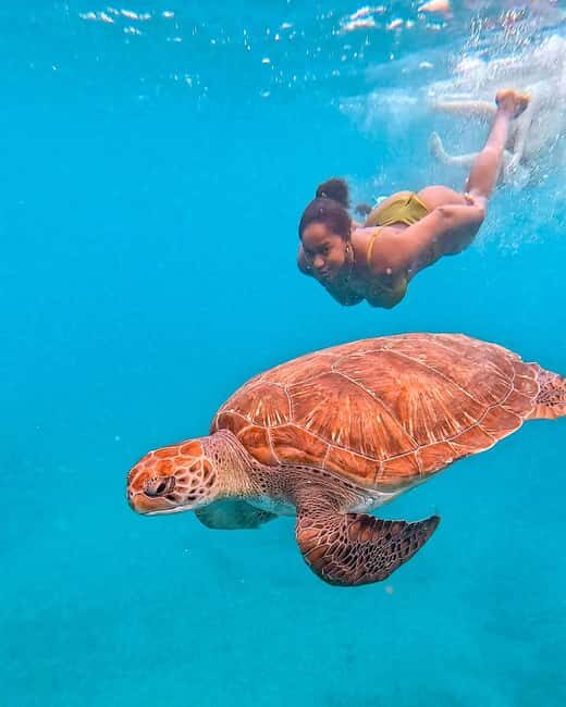 From Mindelo: Snorkel and Swim with Sea Turtles - An In-Depth Look at the Sea Turtle Snorkel Experience