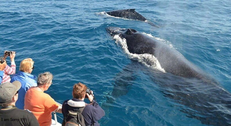 from-mirissa-all-inclusive-whales-dolphin-watching-tour