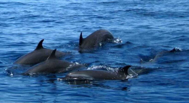 from-mirissa-all-inclusive-whales-dolphin-watching-tour