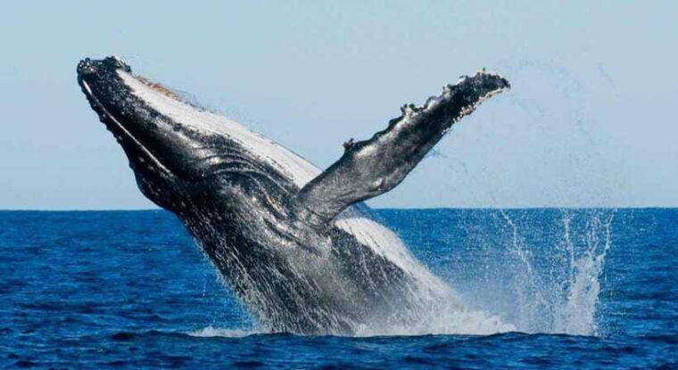 from-mirissa-all-inclusive-whales-dolphin-watching-tour