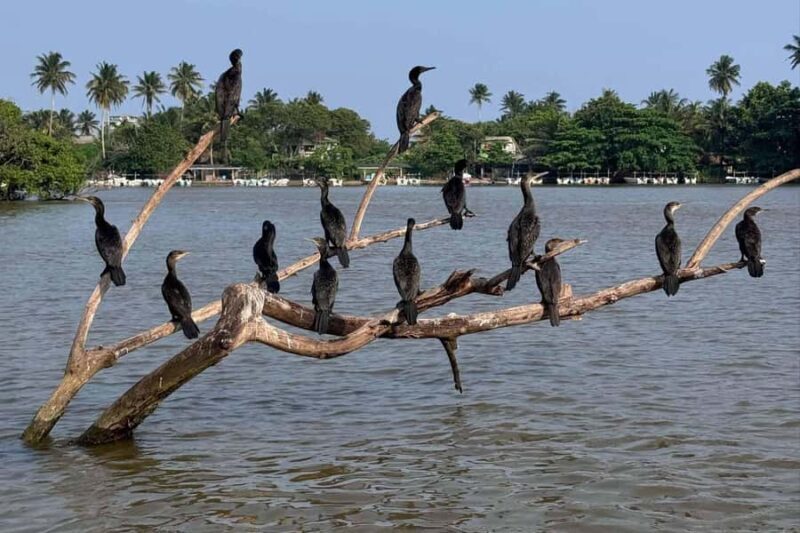 From Mirissa: Crocodile Watching River Boat Safari - Key Points