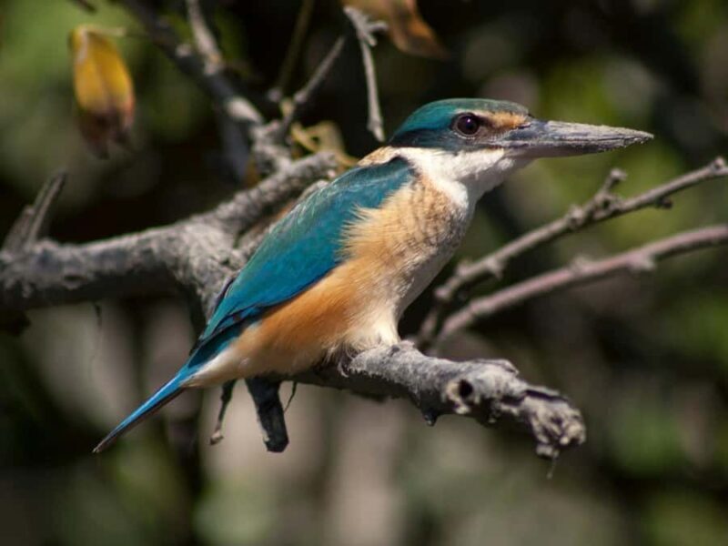 From Mirissa: Crocodile Watching River Boat Safari - The Itinerary Breakdown