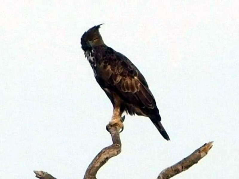 From Mirissa / Galle / Bentota : DAY TOUR to ELLA & Return - Key Points